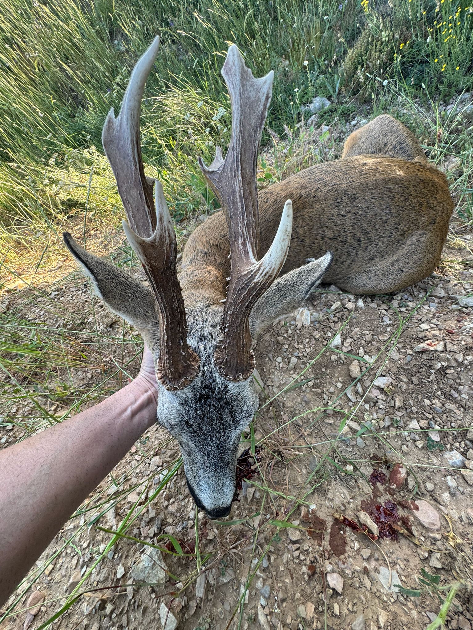 Roe deer
