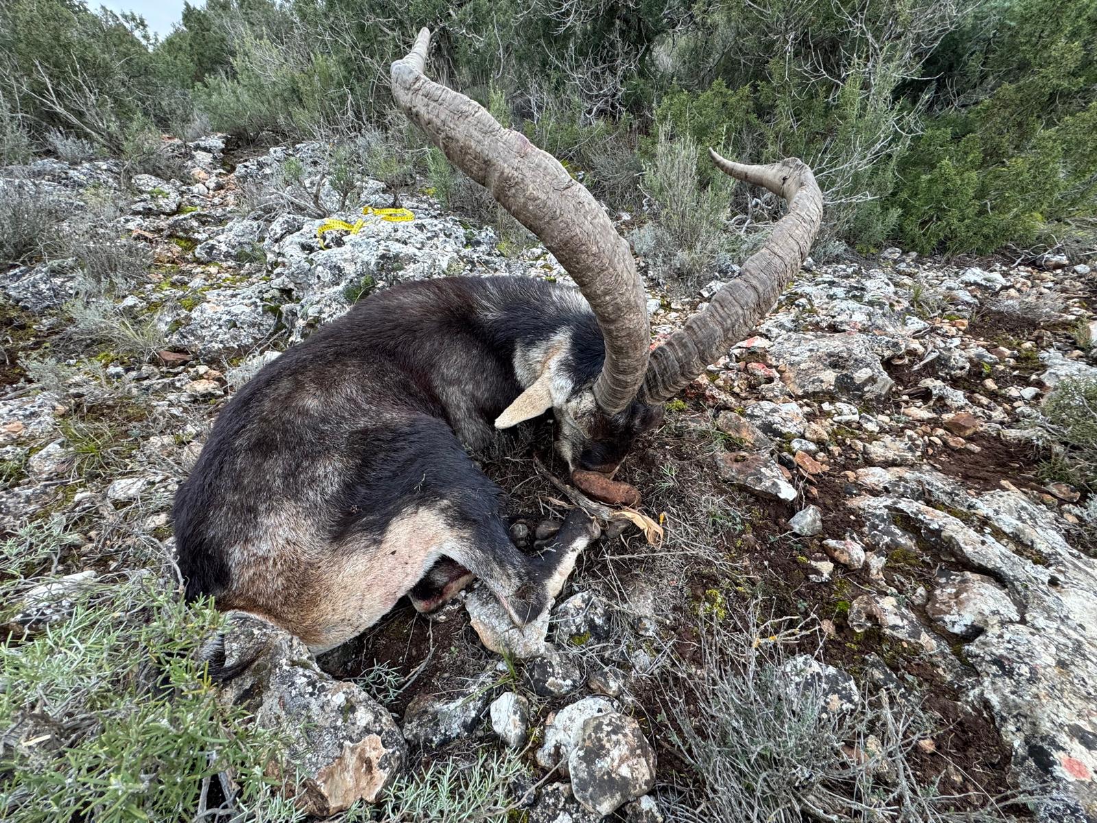 Gredos Ibex
