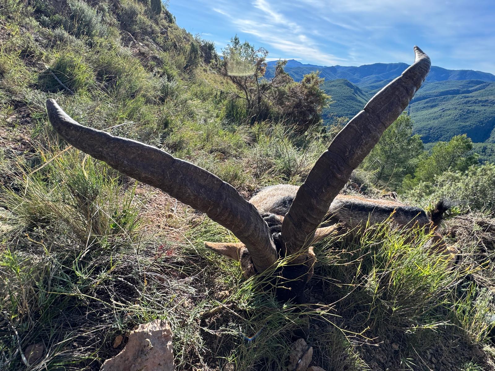 Beceite ibex