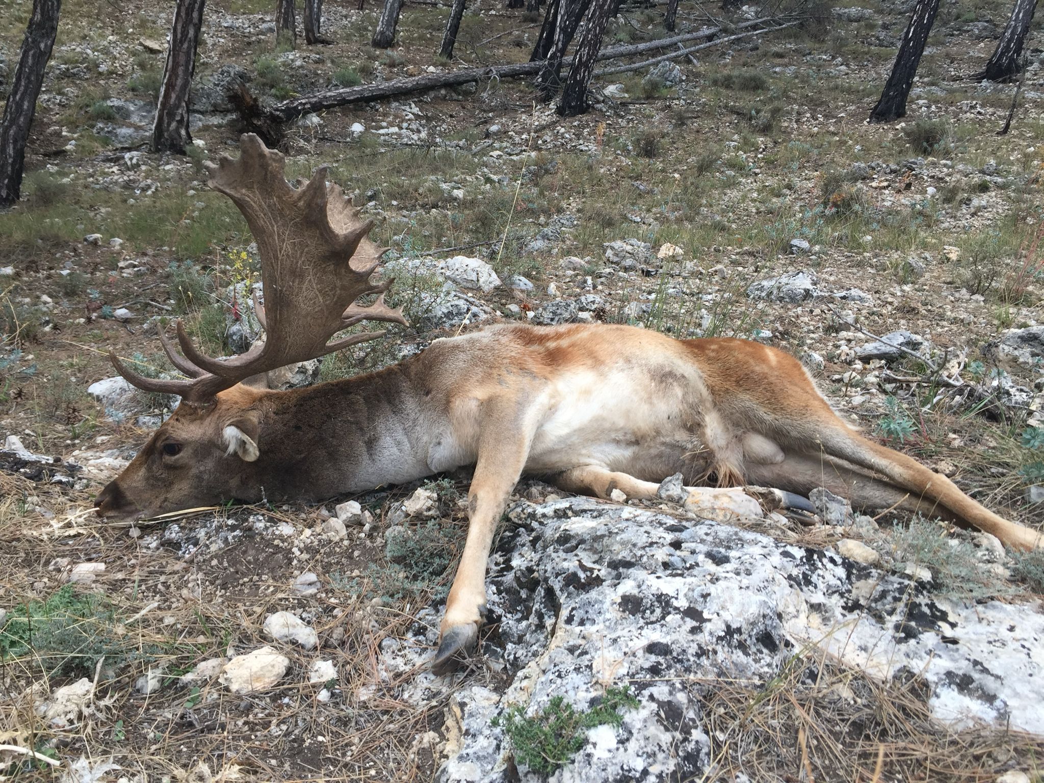 Fallow deer
