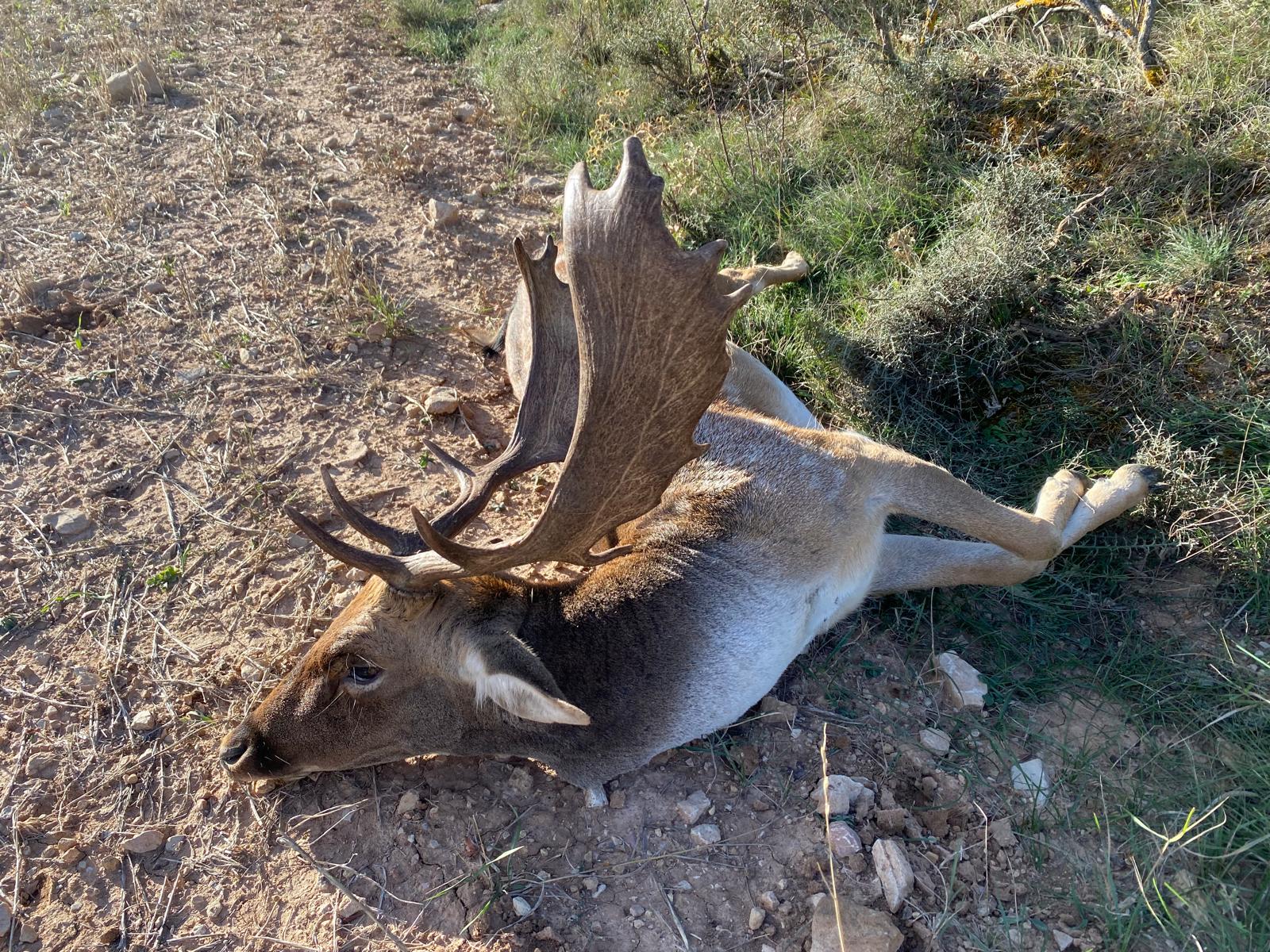 Fallow deer