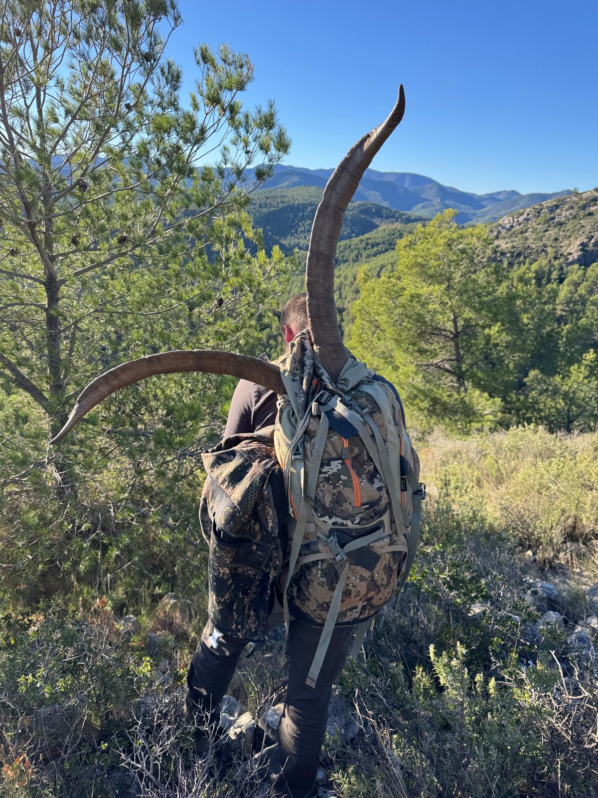Beceite ibex