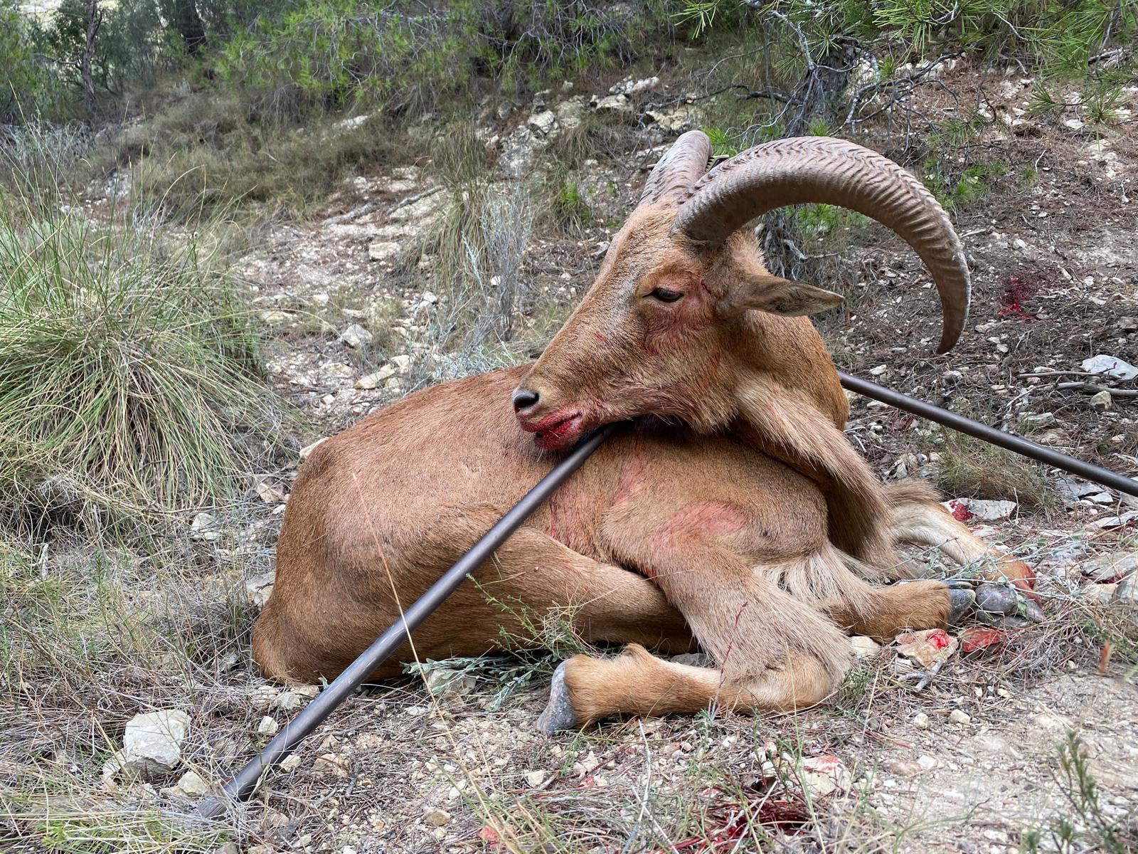 Barbary sheep