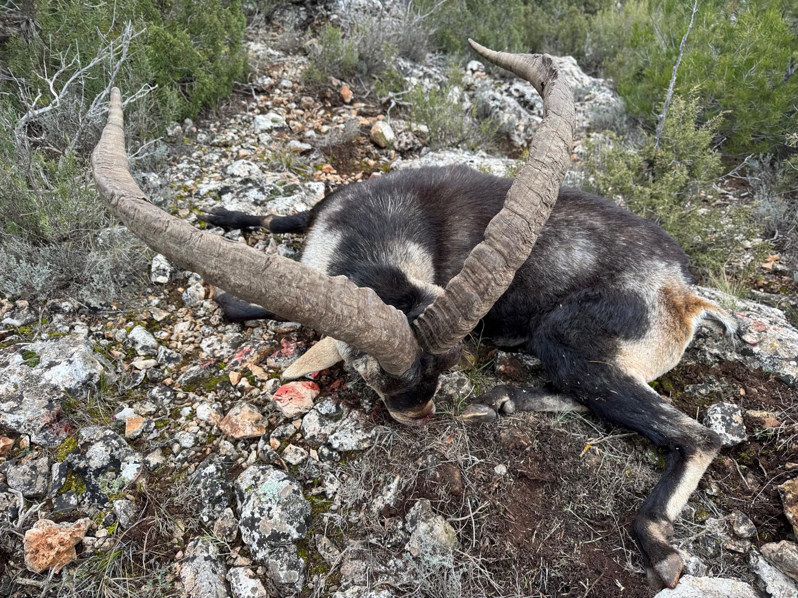Gredos Ibex