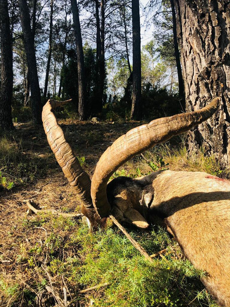 Beceite ibex