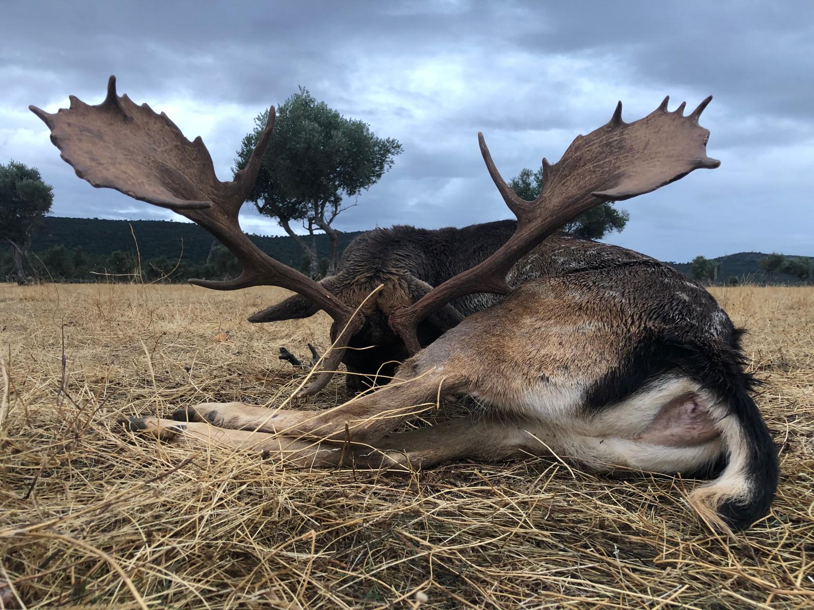 Fallow deer