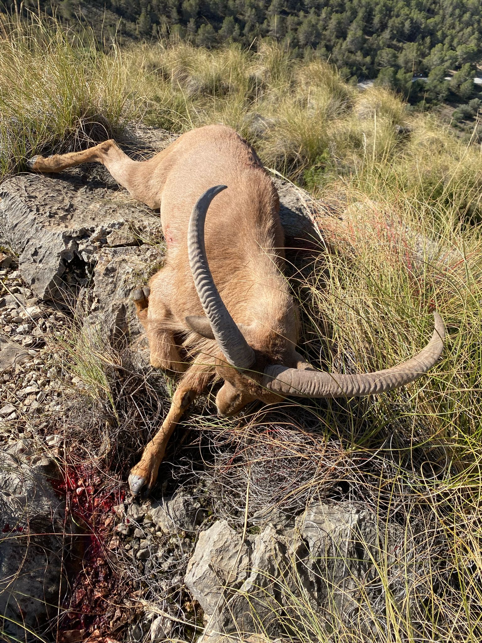 Barbary sheep